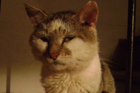 Vermisstmeldung Katze Männliche , 15 jahre Magnat-l'Étrange Frankreich