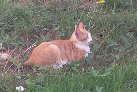 Vermisstmeldung Katze  Männliche , 15 jahre Fleury-Mérogis Frankreich