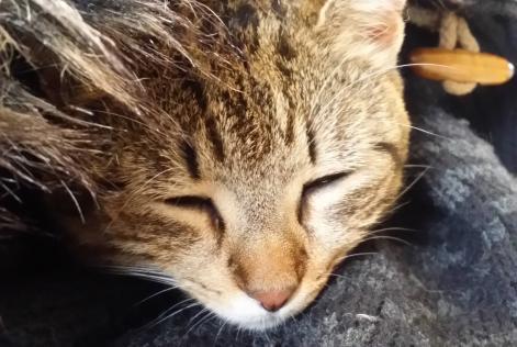 Vermisstmeldung Katze Weiblich , 8 jahre Esvres Frankreich