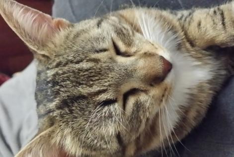 Vermisstmeldung Katze Weiblich , 8 jahre Esvres Frankreich