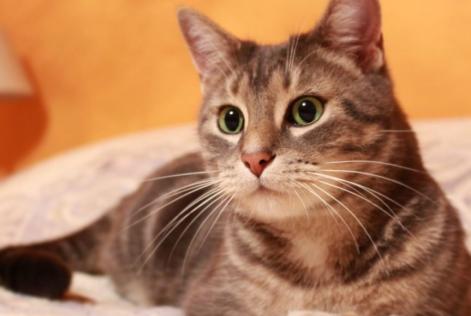 Vermisstmeldung Katze rassenmischung Männliche , 9 jahre Noisy-sur-Oise Frankreich