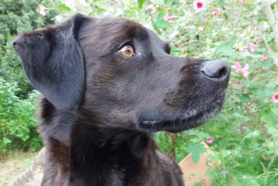 Vermisstmeldung Hund rassenmischung Männliche , 12 jahre Marignane Frankreich