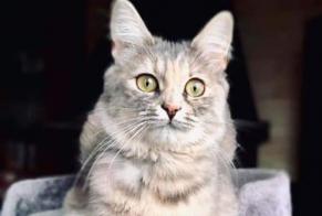 Vermisstmeldung Katze Weiblich , 4 jahre Sancy Frankreich