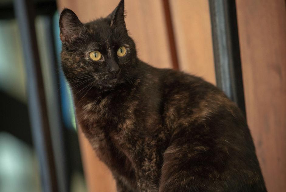 Vermisstmeldung Katze Weiblich , 7 jahre Fouesnant Frankreich