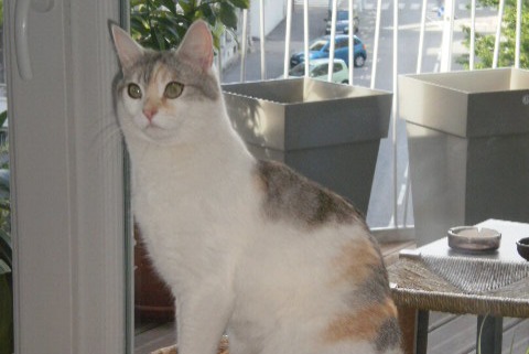 Vermisstmeldung Katze rassenmischung Weiblich , 13 jahre Chambéry Frankreich