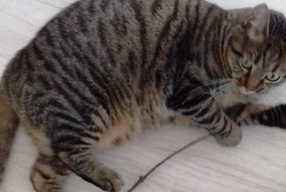 Vermisstmeldung Katze  Männliche , 10 jahre Périgueux Frankreich