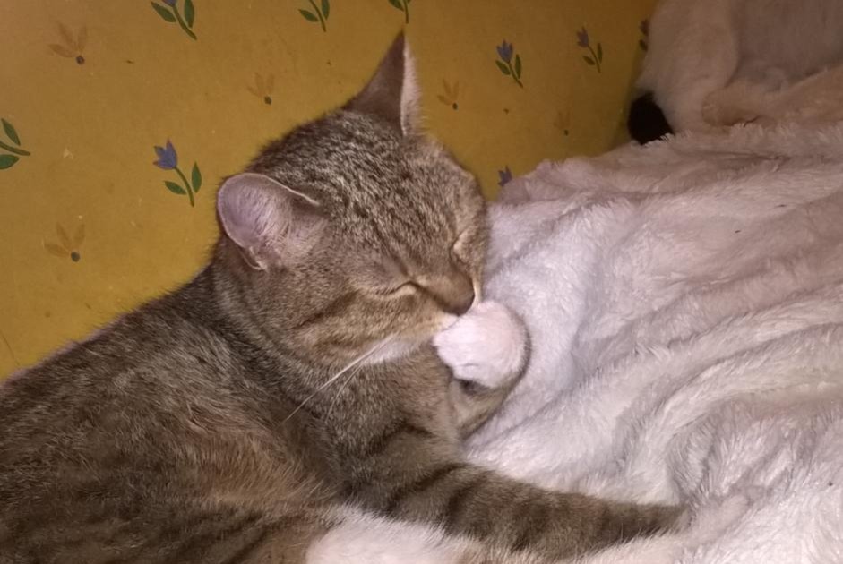 Vermisstmeldung Katze  Weiblich , 8 jahre Steenwerck Frankreich