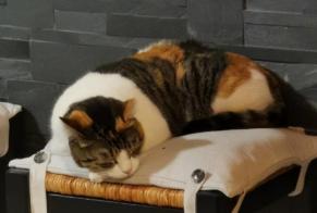 Vermisstmeldung Katze  Weiblich , 9 jahre Mirepeix Frankreich