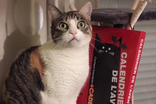 Vermisstmeldung Katze  Weiblich , 9 jahre Mirepeix Frankreich