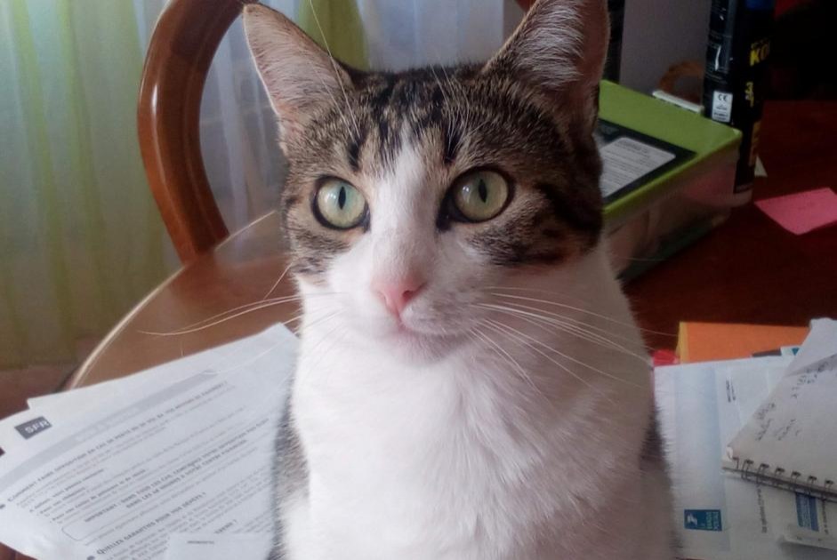 Vermisstmeldung Katze  Weiblich , 9 jahre Gours Frankreich