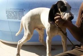 Vermisstmeldung Hund  Männliche , 4 jahre Caumont-sur-Durance Frankreich