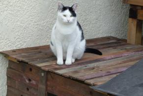 Vermisstmeldung Katze  Weiblich , 6 jahre Blaignan Frankreich