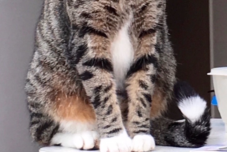 Vermisstmeldung Katze  Männliche , 7 jahre Tinqueux Frankreich