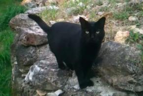 Vermisstmeldung Katze Männliche , 16 jahre Nouan-le-Fuzelier Frankreich