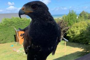 Vermisstmeldung Vogel Männliche , 2022 jahre Criel-sur-Mer Frankreich