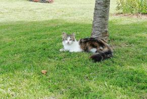 Vermisstmeldung Katze Weiblich , 6 jahre Voulton Frankreich