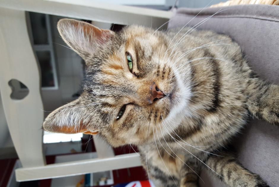 Vermisstmeldung Katze  Weiblich , 16 jahre Lagnieu Frankreich