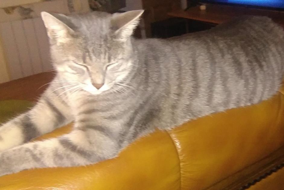 Vermisstmeldung Katze  Männliche , 3 jahre Chevry-en-Sereine Frankreich