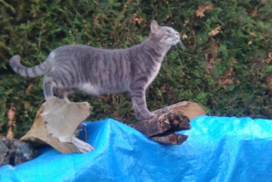 Vermisstmeldung Katze  Männliche , 3 jahre Chevry-en-Sereine Frankreich