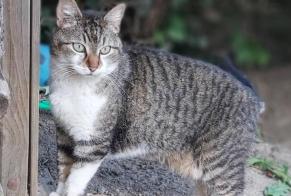 Vermisstmeldung Katze Weiblich , 8 jahre La Chapelle-d'Armentières Frankreich