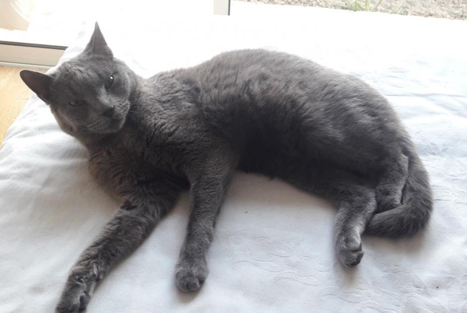 Vermisstmeldung Katze  Weiblich , 10 jahre L'Escarène Frankreich