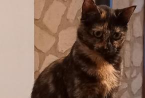 Vermisstmeldung Katze Weiblich , 2 jahre Baume-les-Messieurs Frankreich