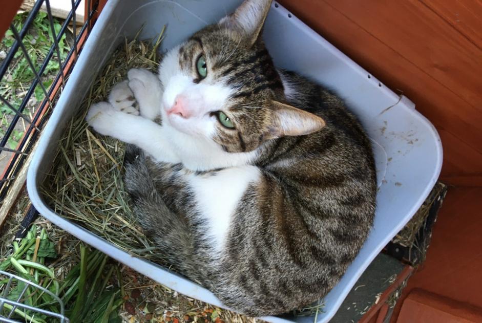 Vermisstmeldung Katze  Männliche , 2 jahre Dreux Frankreich