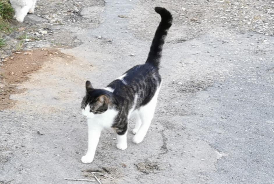 Vermisstmeldung Katze rassenmischung Männliche , 6 jahre Saint-Denis-d'Authou Frankreich