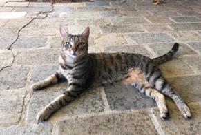 Vermisstmeldung Katze Weiblich , 4 jahre Oppède Frankreich