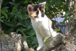 Vermisstmeldung Katze  Weiblich , 1 jahre Villeneuve-d'Ascq Frankreich