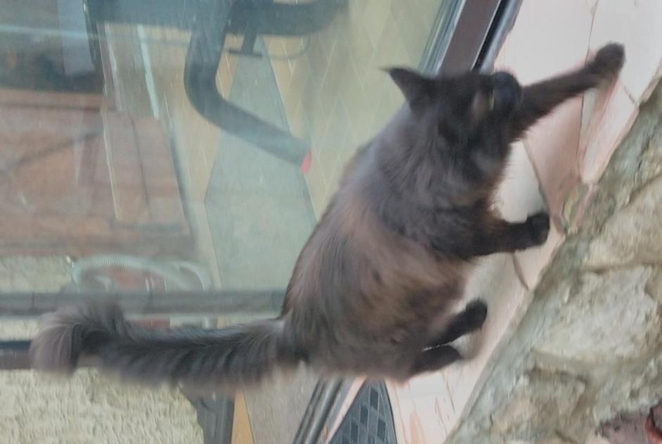 Vermisstmeldung Katze  Weiblich , 10 jahre Le Beausset Frankreich