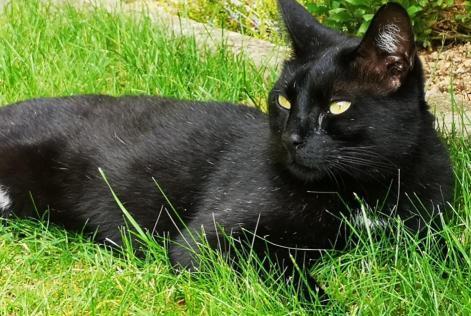 Vermisstmeldung Katze  Männliche , 5 jahre Beaune Frankreich
