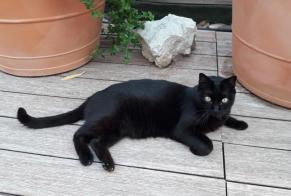 Vermisstmeldung Katze rassenmischung Männliche , 15 jahre Marseille Frankreich