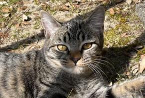 Vermisstmeldung Katze Weiblich , 2 jahre Seignosse Frankreich