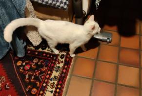 Fundmeldung Katze Weiblich Steenwerck Frankreich