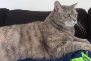 Vermisstmeldung Katze Weiblich , 14 jahre Lourquen Frankreich
