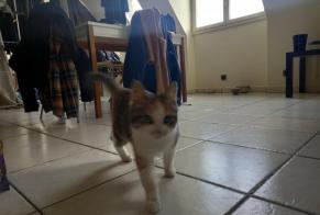 Fundmeldung Katze Unbekannt , Zwischen 4 und 6 Monaten Canteleu Frankreich