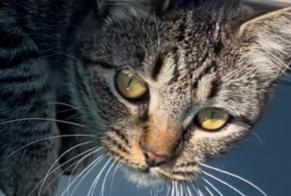 Vermisstmeldung Katze Weiblich , 2 jahre Seignosse Frankreich