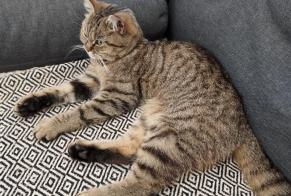 Vermisstmeldung Katze rassenmischung Weiblich , 2 jahre Noirmoutier-en-l'Île Frankreich