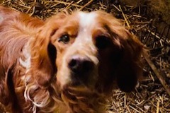 Fundmeldung Hund  Männliche La Charité-sur-Loire Frankreich