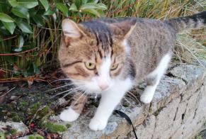Vermisstmeldung Katze  Männliche , 7 jahre Monterblanc Frankreich