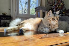 Vermisstmeldung Katze  Weiblich , 12 jahre Aix-en-Provence Frankreich