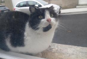 Fundmeldung Katze Unbekannt , 6 Jahre Mazamet Frankreich