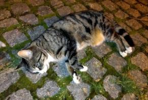 Fundmeldung Katze rassenmischung Weiblich Wingersheim les Quatre Bans Frankreich