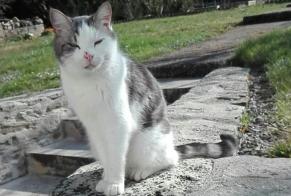 Vermisstmeldung Katze Männliche , 11 jahre Creuzier-le-Vieux Frankreich