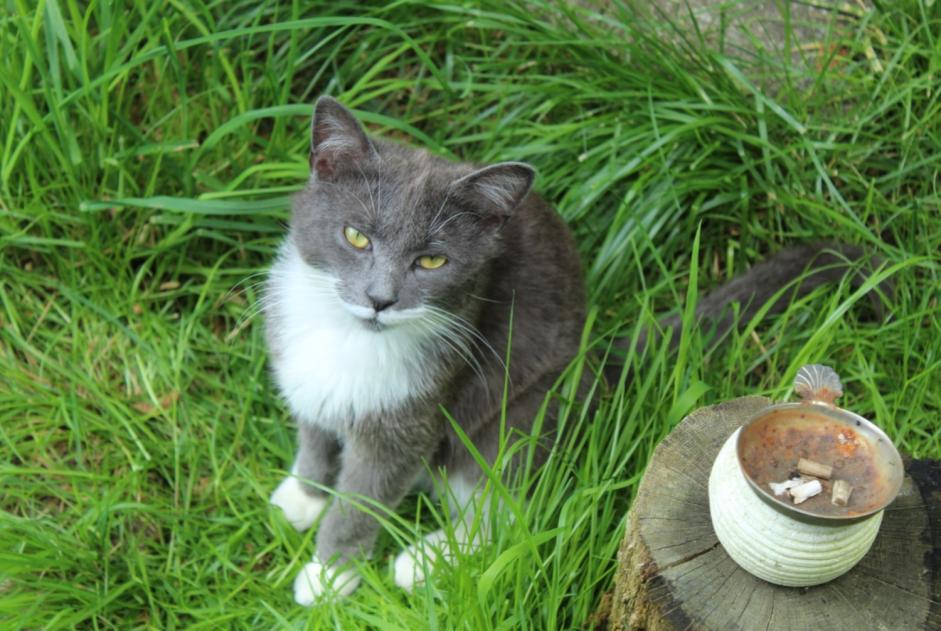 Vermisstmeldung Katze Männliche , 2 jahre Magnat-l'Étrange Frankreich