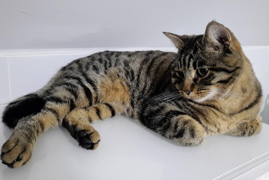 Vermisstmeldung Katze Männliche , 4 jahre Besançon Frankreich
