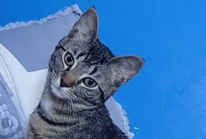 Vermisstmeldung Katze Weiblich , 1 jahre Chenôve Frankreich