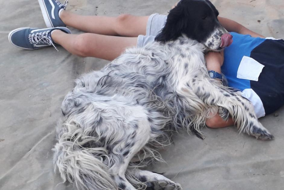 Vermisstmeldung Hund  Männliche , 12 jahre Ouzouer-le-Doyen Frankreich