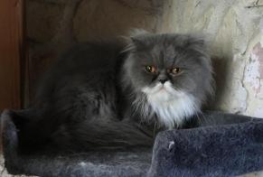 Vermisstmeldung Katze  Weiblich , 6 jahre Châbons Frankreich